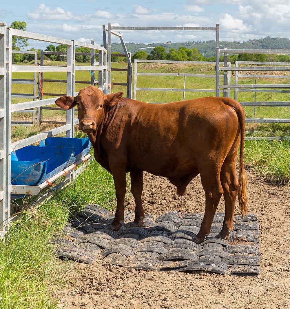 Rubber mats for livestock